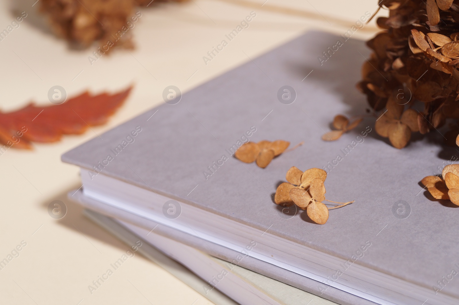 Photo of Dried hortensia flowers and books on beige table, closeup. Space for text