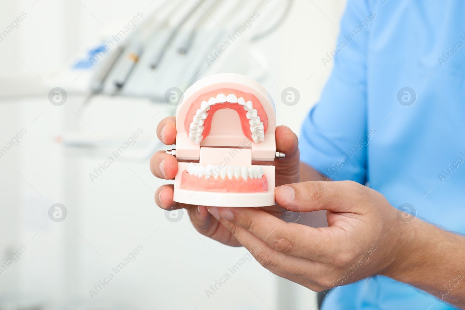 Photo of Professional dentist holding jaws model in clinic, closeup