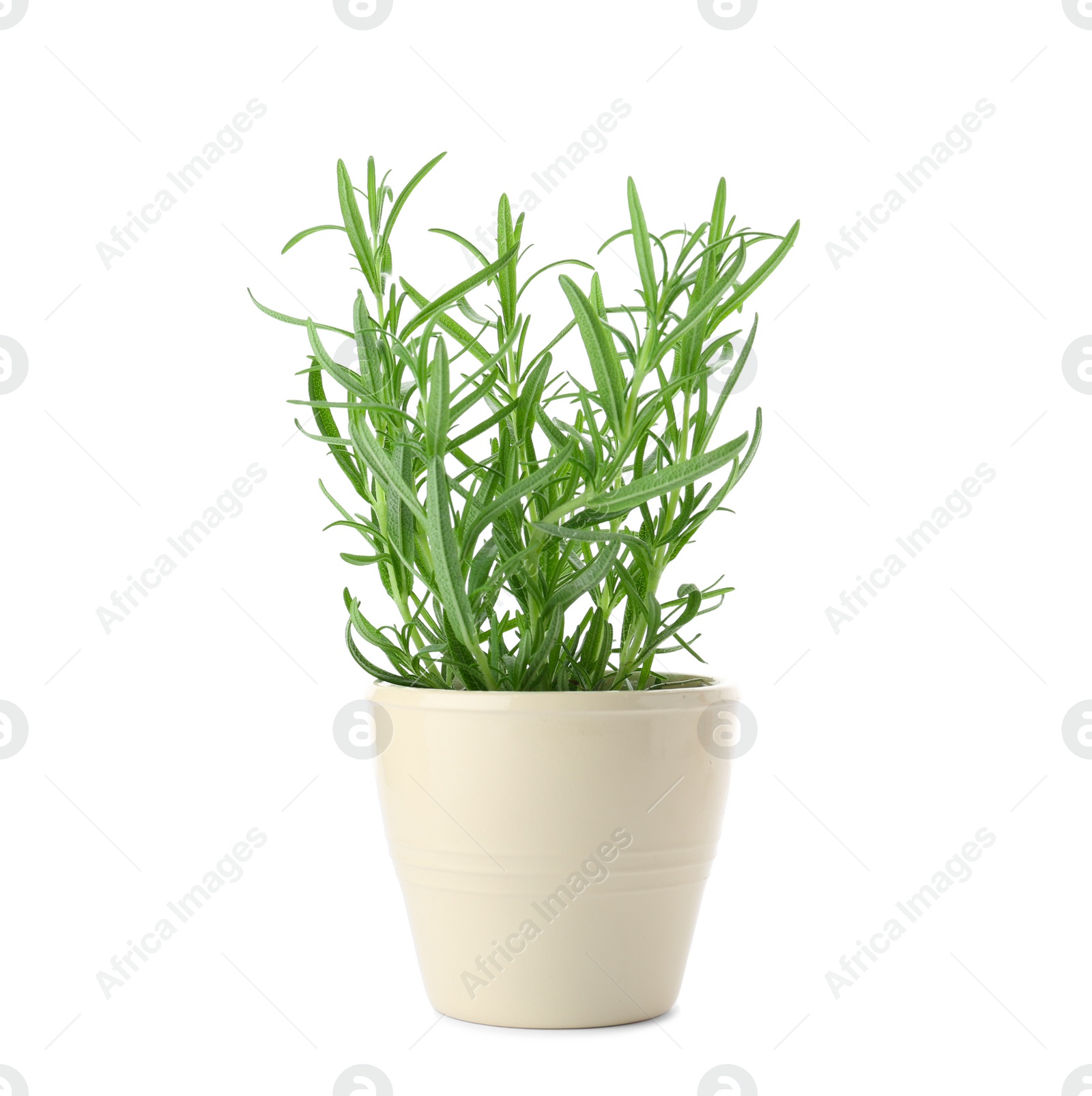 Photo of Pot with fresh rosemary on white background