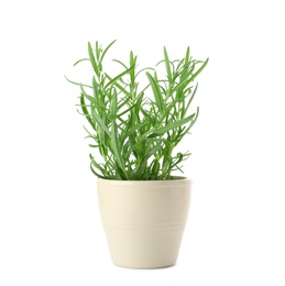 Pot with fresh rosemary on white background