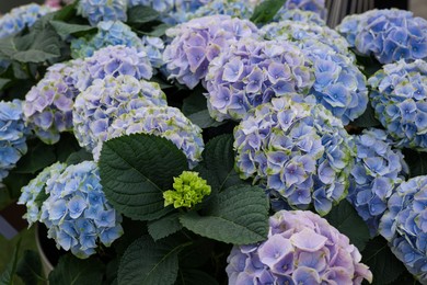 Photo of Hydrangea plant with beautiful flowers, closeup view