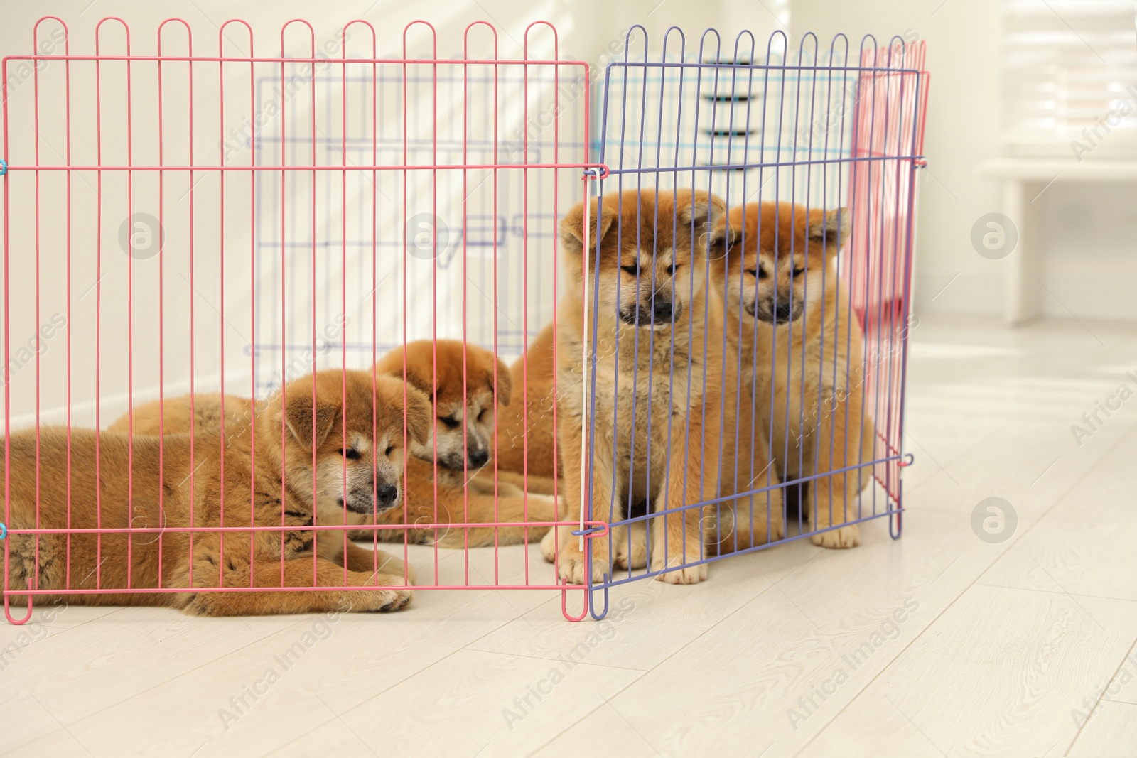 Photo of Cute Akita Inu puppies in playpen indoors. Baby animals