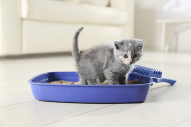 Photo of Cute British Shorthair kitten in litter box at home