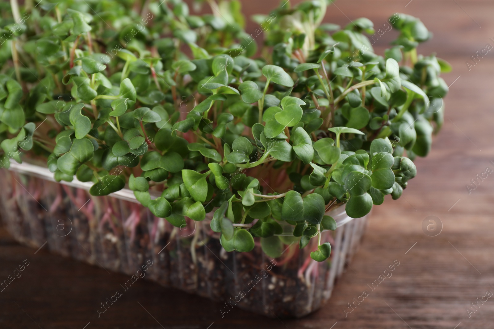 Photo of Fresh radish microgreens in plastic container on wooden table, closeup