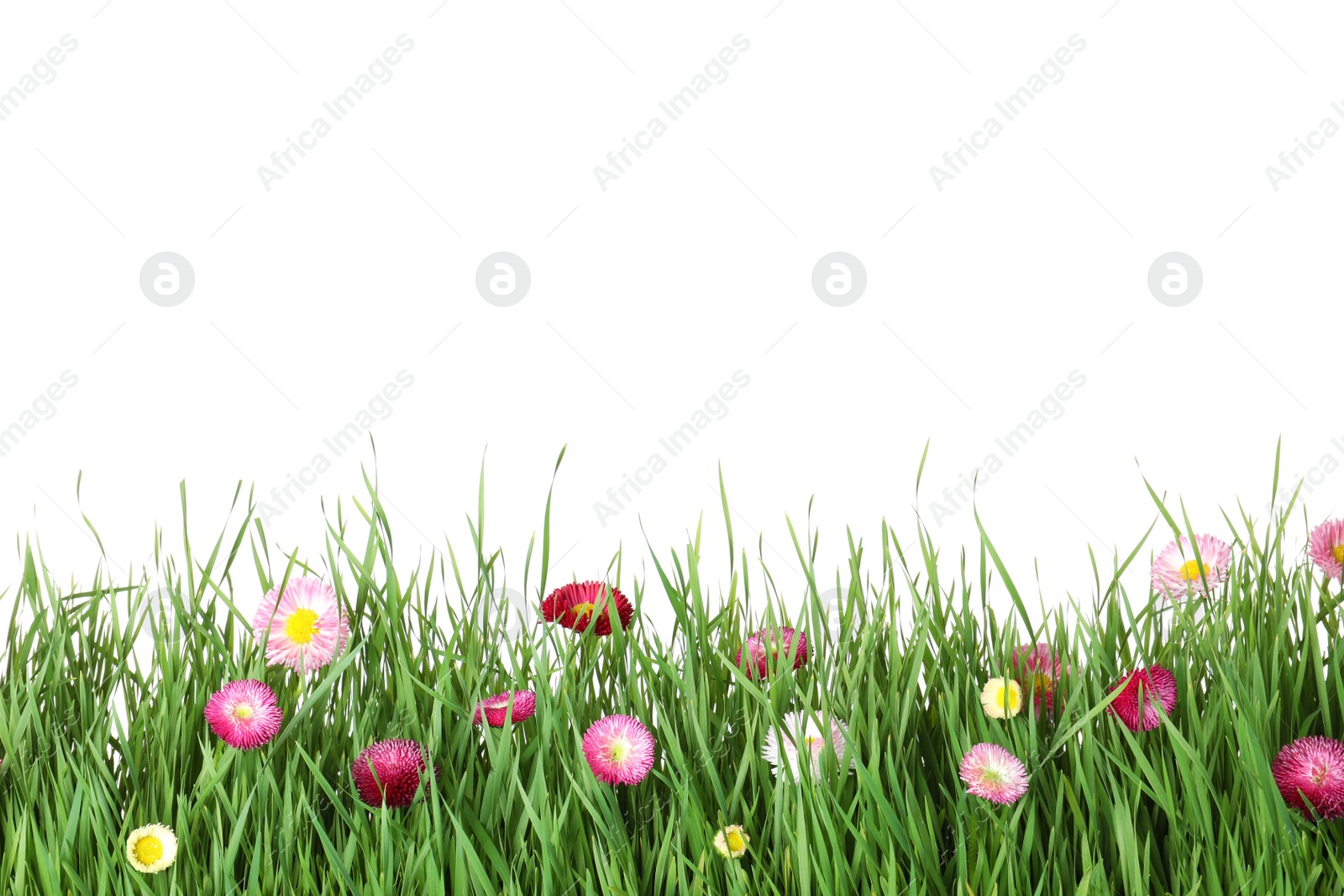 Photo of Vibrant green grass with beautiful flowers on white background