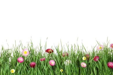 Vibrant green grass with beautiful flowers on white background