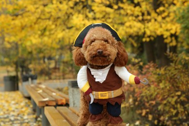Photo of Cute dog in pirate costume on wooden bench in autumn park