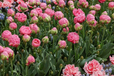 Photo of Many different beautiful flowers growing outdoors. Spring season