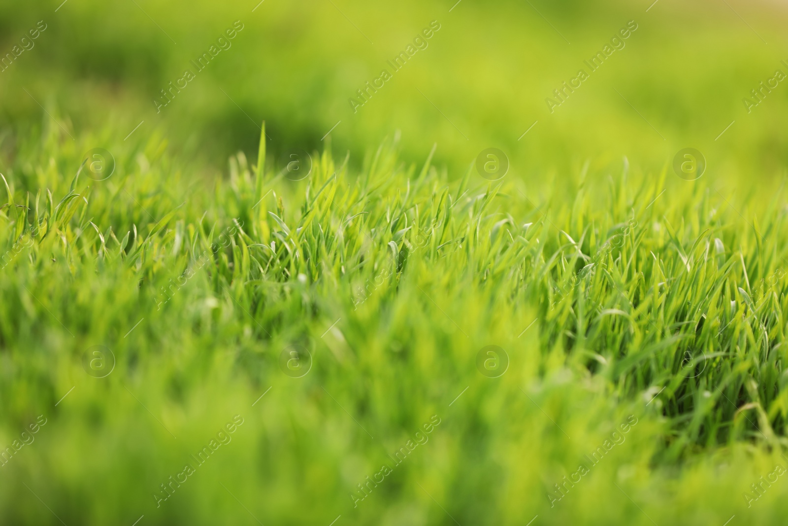 Photo of Beautiful green grass outdoors on spring day, closeup view