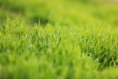 Beautiful green grass outdoors on spring day, closeup view