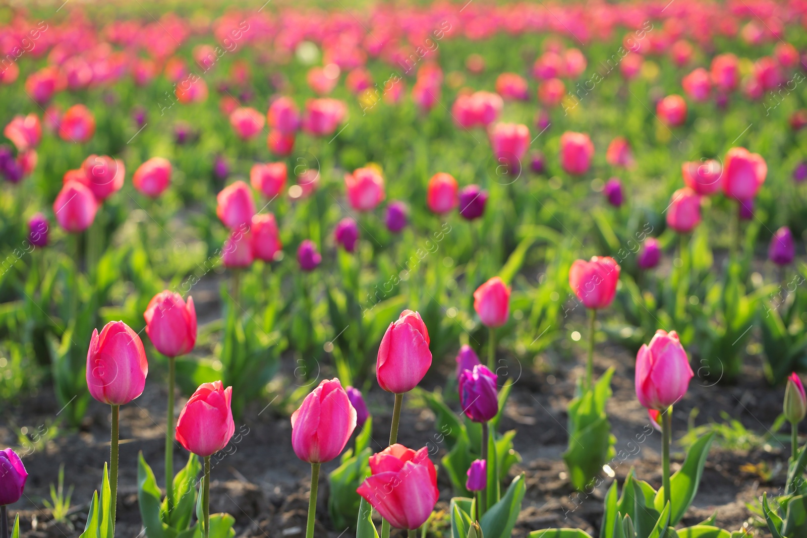 Photo of Field with fresh beautiful tulips, space for text. Blooming spring flowers