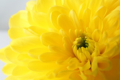 Photo of Beautiful yellow chrysanthemum flower on light background, closeup