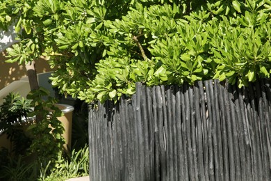 Beautiful green shrubs near fence on sunny day