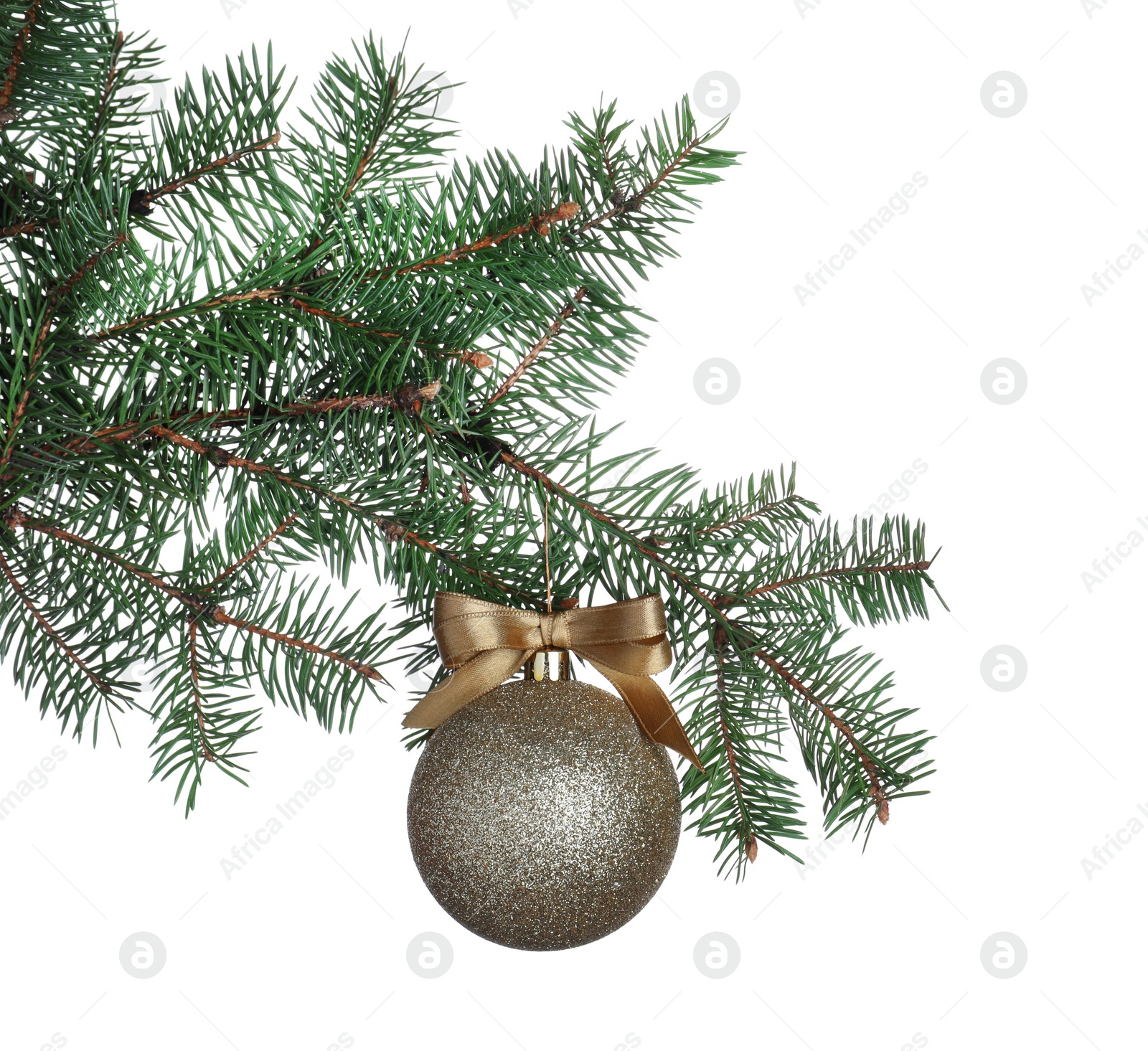 Photo of Golden shiny Christmas ball on fir tree branch against white background