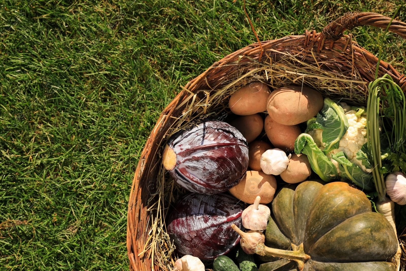 Photo of Different fresh ripe vegetables in wicker basket on grass, top view. Space for text