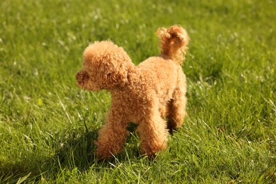 Photo of Cute Maltipoo dog on green lawn outdoors