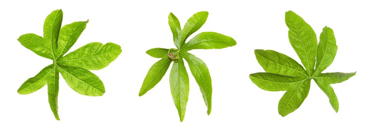 Set with Passiflora plant (passion fruit) leaves on white background. Banner design