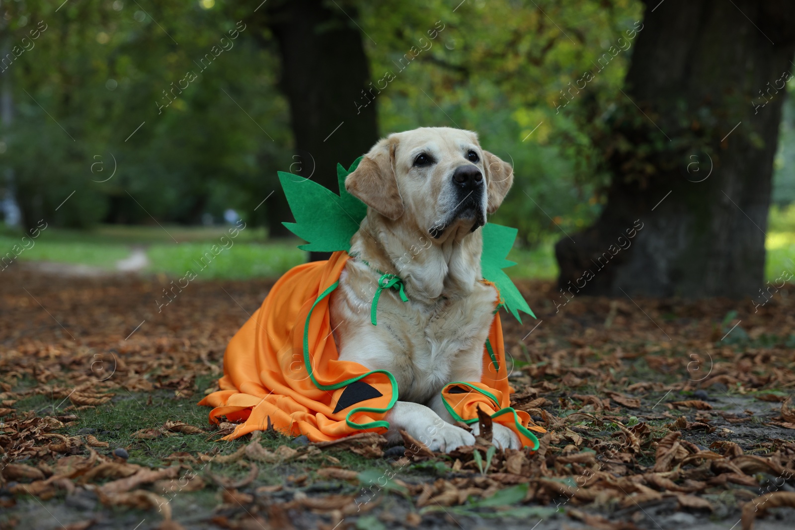 Photo of Cute Labrador Retriever dog wearing Halloween costume lying in autumn park