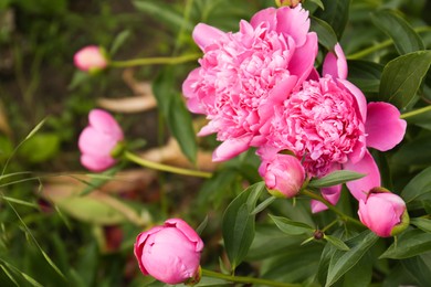 Photo of Beautiful peony plants with pink flowers and buds outdoors, closeup. Space for text