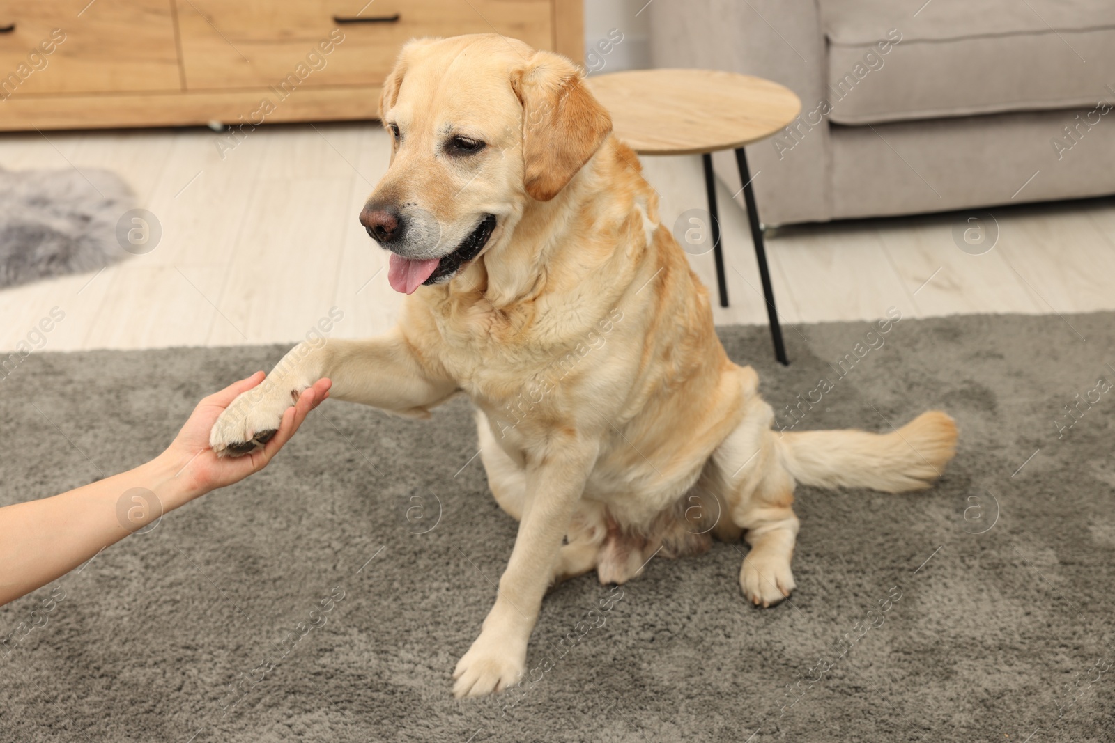 Photo of Cute Labrador Retriever dog giving paw to man at home