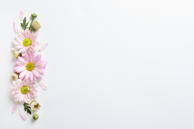 Beautiful chamomile flowers on white background, flat lay with space for text