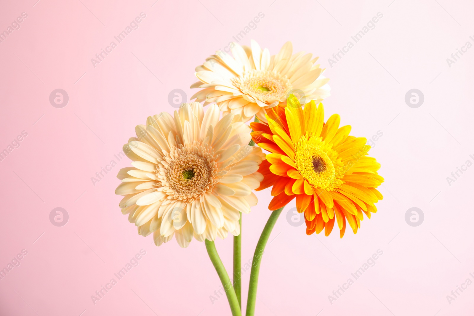 Photo of Bouquet of beautiful bright gerbera flowers on color background