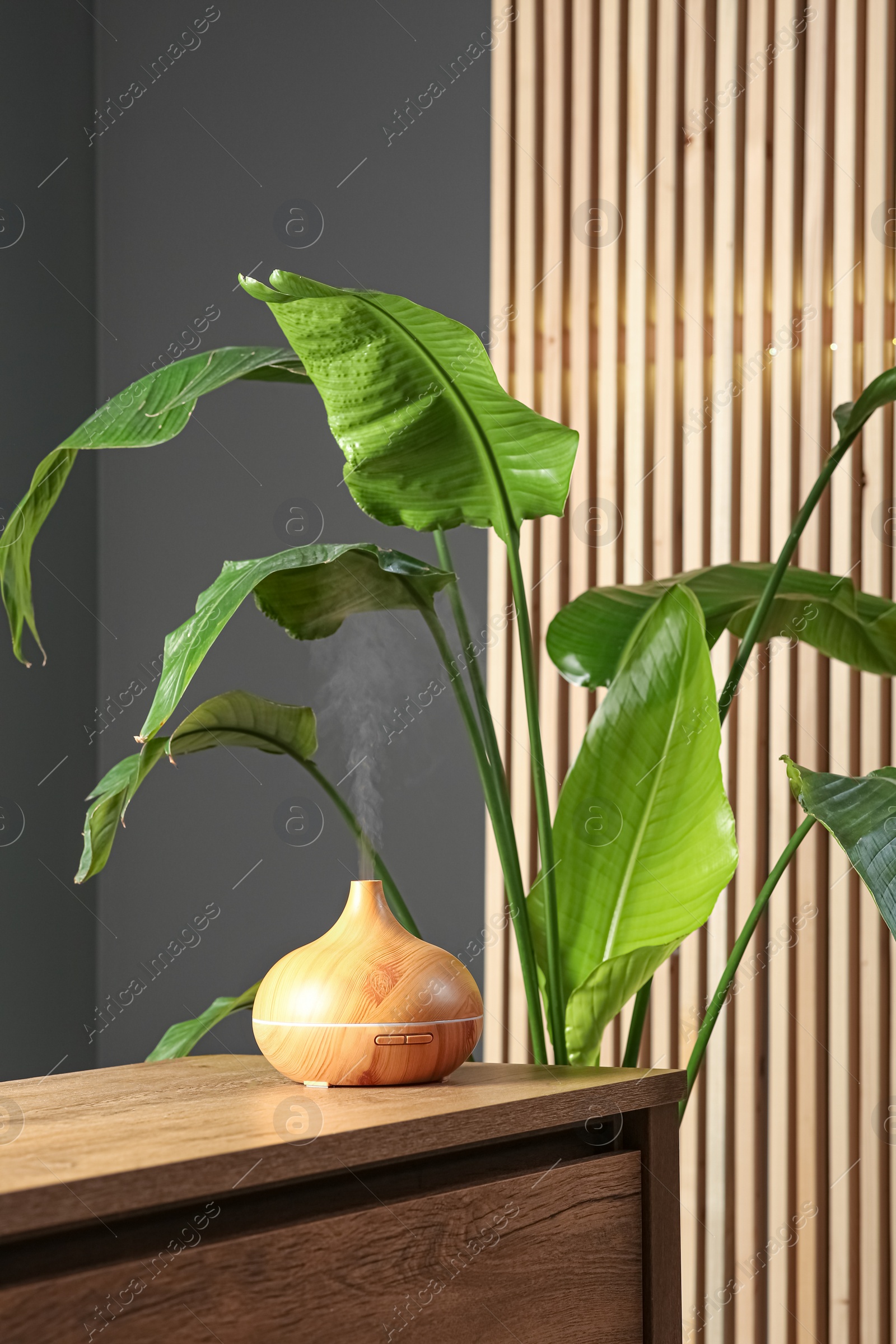 Photo of Air humidifier on chest of drawers near green houseplant indoors