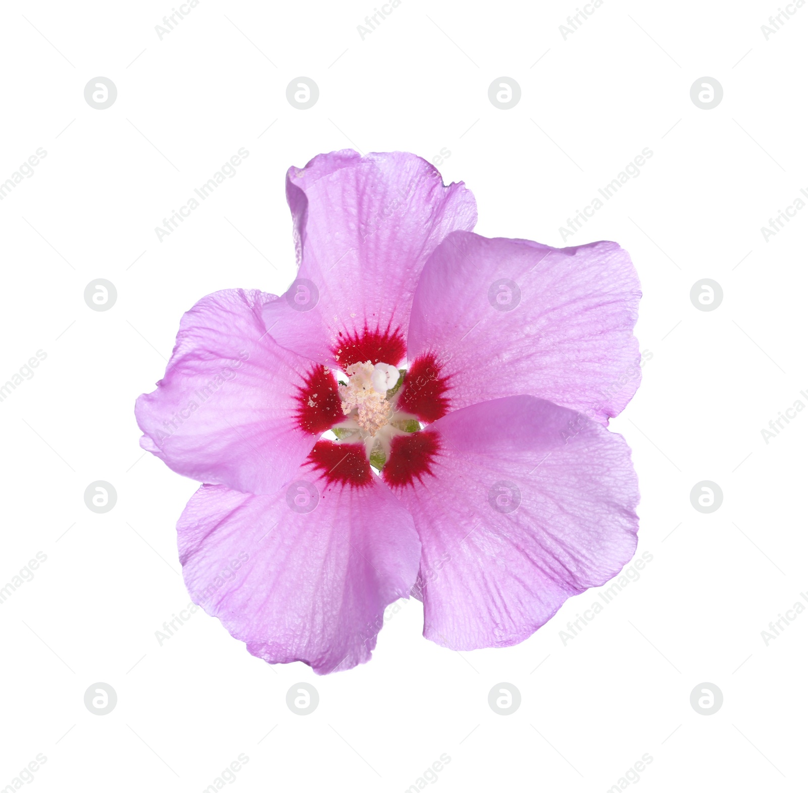 Photo of Beautiful tropical Hibiscus flower on white background