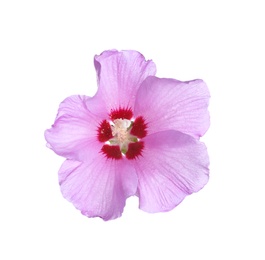 Photo of Beautiful tropical Hibiscus flower on white background