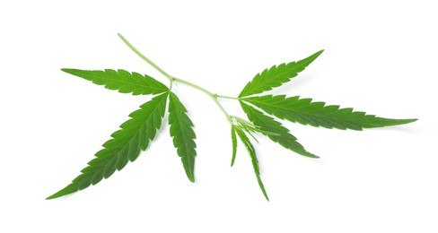 Photo of Green organic hemp leaf isolated on white
