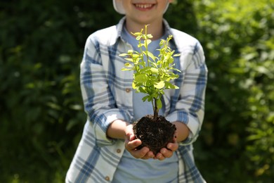 Child holding soil with young green tree outdoors, closeup