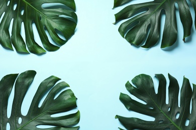 Green fresh monstera leaves on color background, flat lay with space for text. Tropical plant