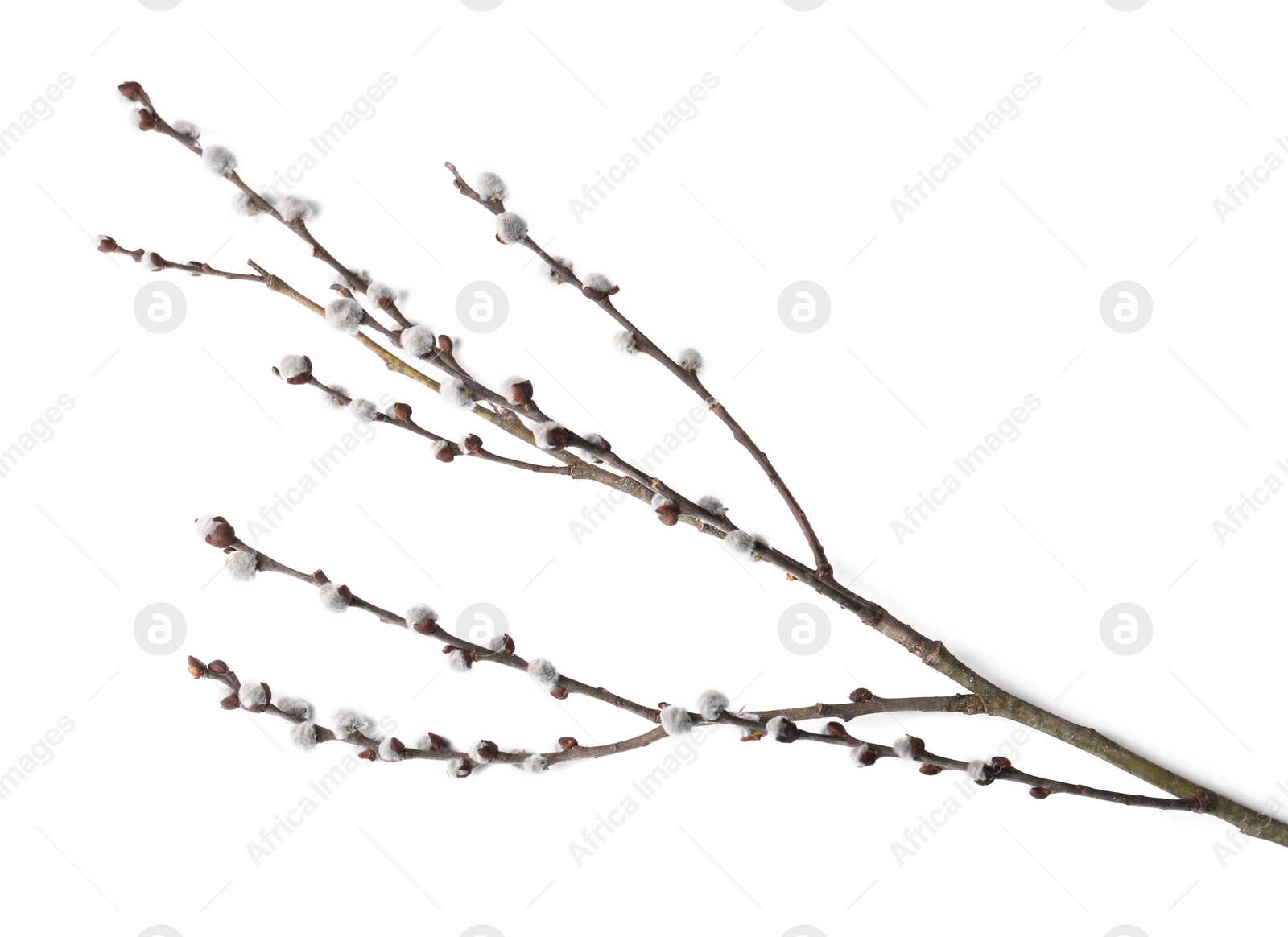 Photo of Beautiful pussy willow branch with flowering catkins isolated on white