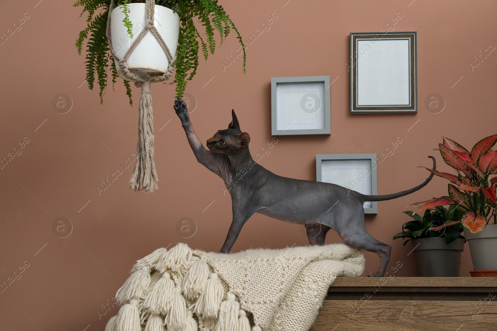 Photo of Curious sphynx cat playing with hanging houseplant at home