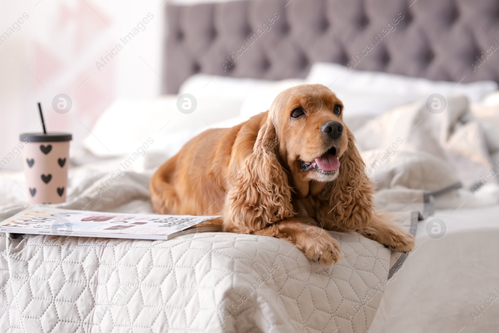 Photo of Cute Cocker Spaniel dog on bed at home. Warm and cozy winter