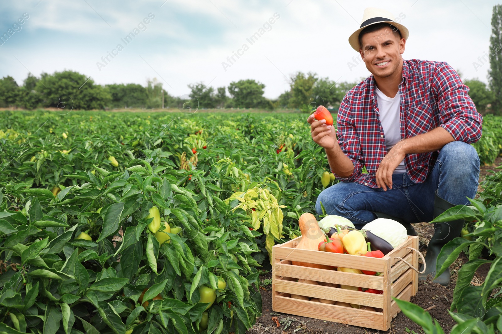 Photo of Farmer taking bell pepper from bush in field. Harvesting time