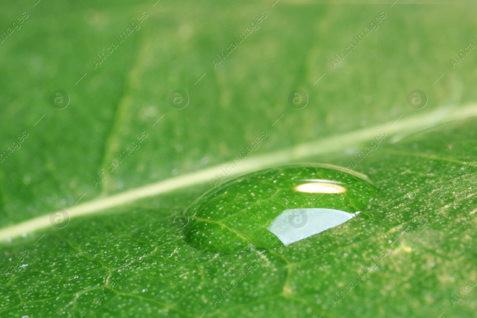 Photo of Water drop on green leaf, macro view