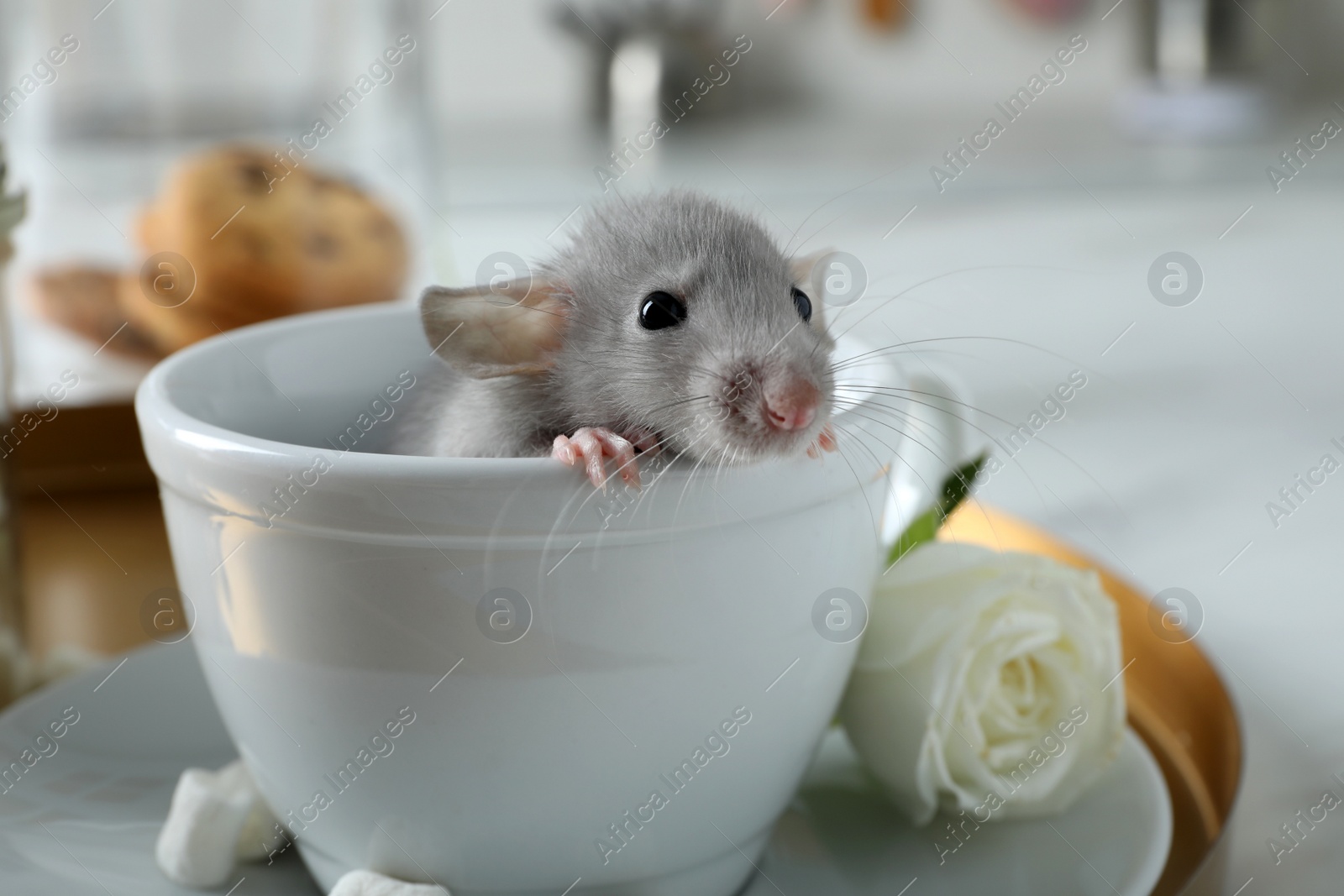 Photo of Cute small rat in white cup on table indoors, closeup