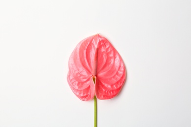 Beautiful pink anthurium flower on white background. Tropical plant