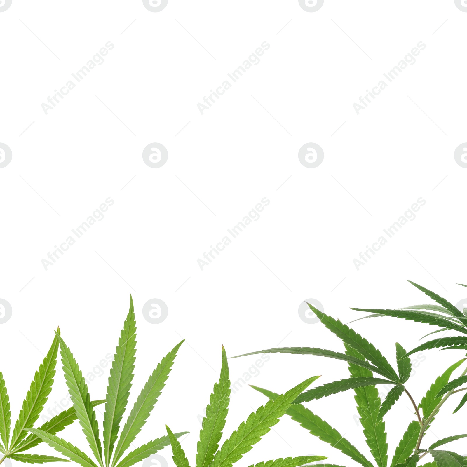 Image of Green leaves of hemp plant on white background