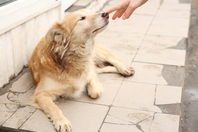 Photo of Woman stroking homeless dog on porch outdoors, closeup. Abandoned animal