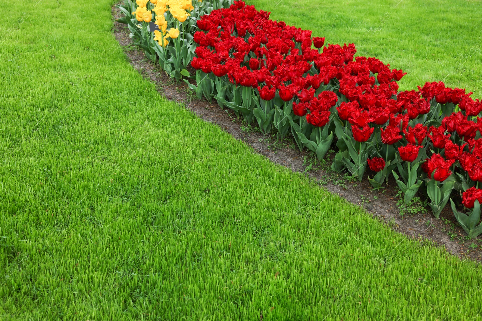 Photo of Many beautiful tulip flowers growing outdoors. Spring season