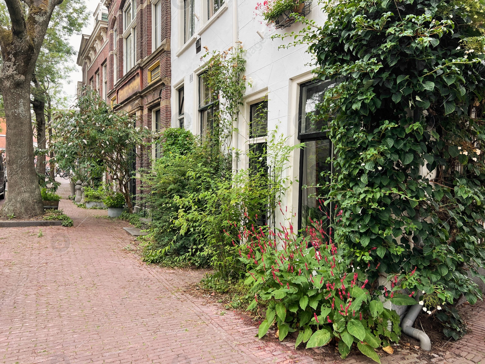 Photo of Beautiful view of city street with buildings and plants on sunny day