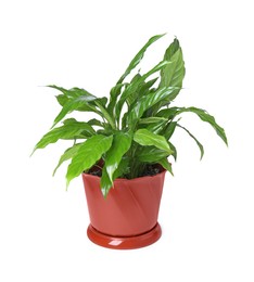 Potted Spathiphyllum plant with green leaves isolated on white