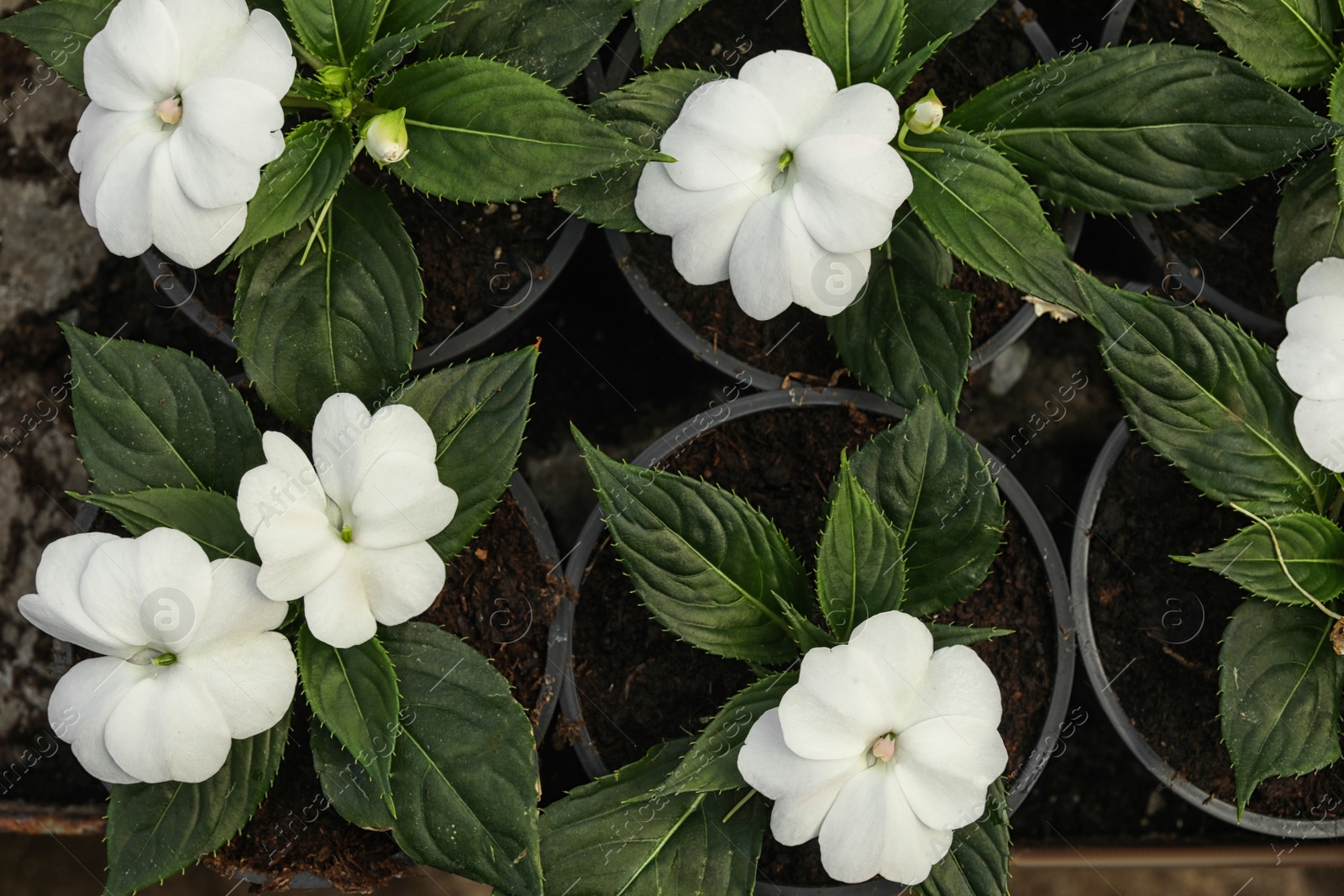 Photo of Many blooming flowers growing in pots with soil, top view