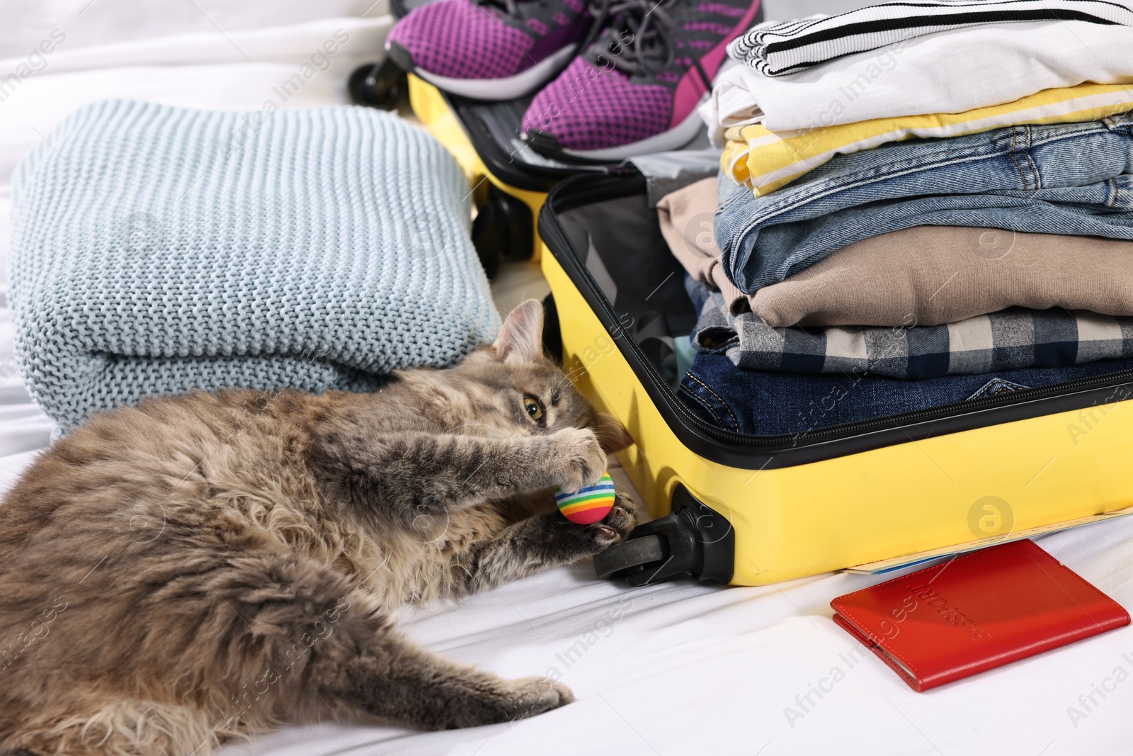 Photo of Travel with pet. Cat, ball, passport, clothes and suitcase on bed