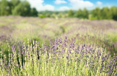Photo of Beautiful blooming lavender growing in field on sunny day, space for text