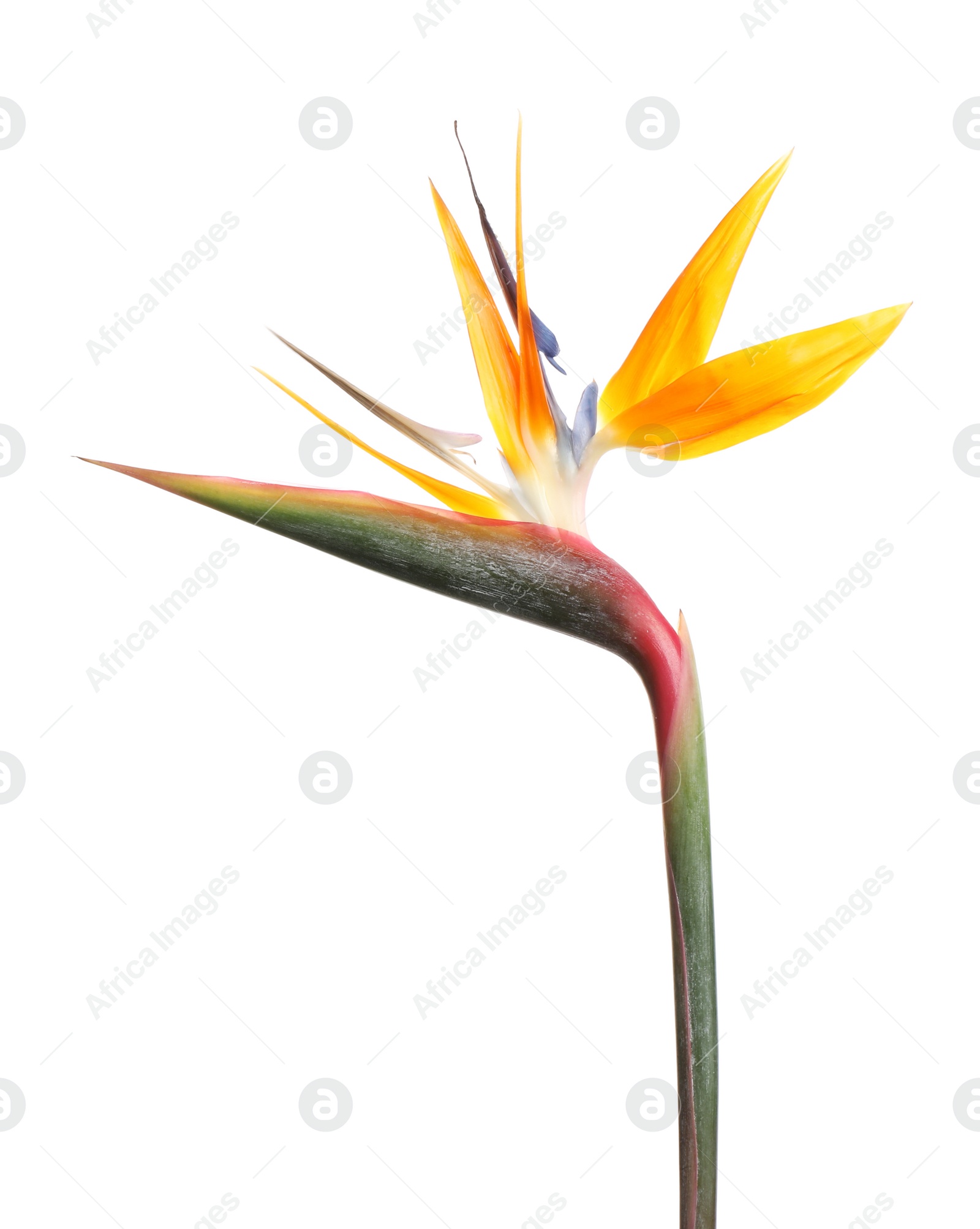 Photo of Bird of Paradise tropical flower isolated on white