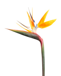 Photo of Bird of Paradise tropical flower isolated on white