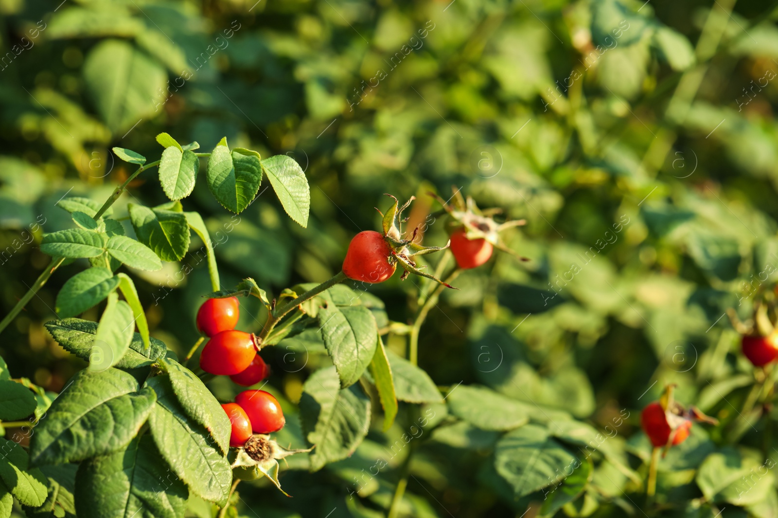 Photo of Rose hip bush with ripe red berries in garden